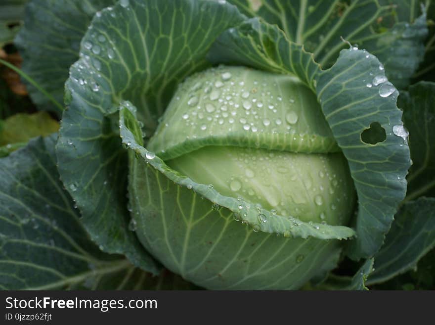 Cabbage, Vegetable, Leaf, Savoy Cabbage