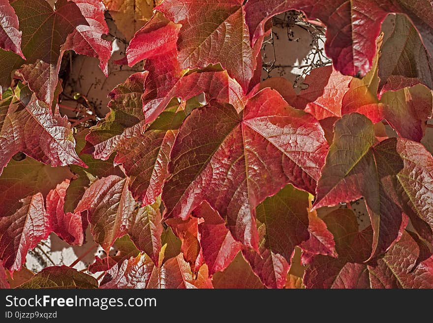 Leaf, Autumn, Plant, Deciduous