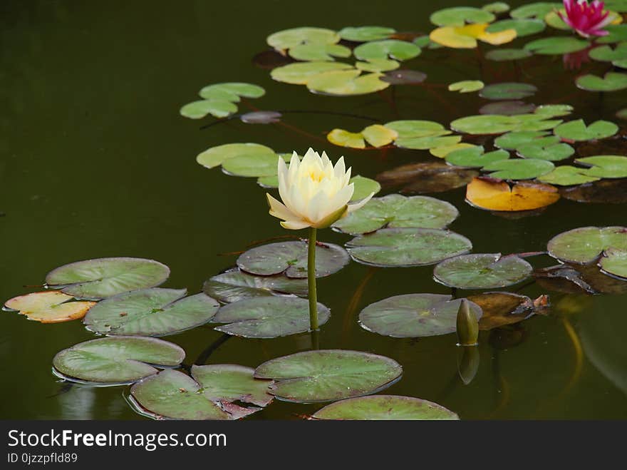 Water, Flower, Flora, Plant