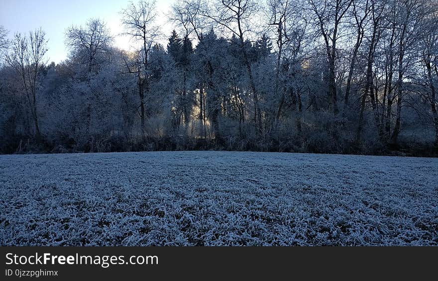 Winter, Frost, Freezing, Snow