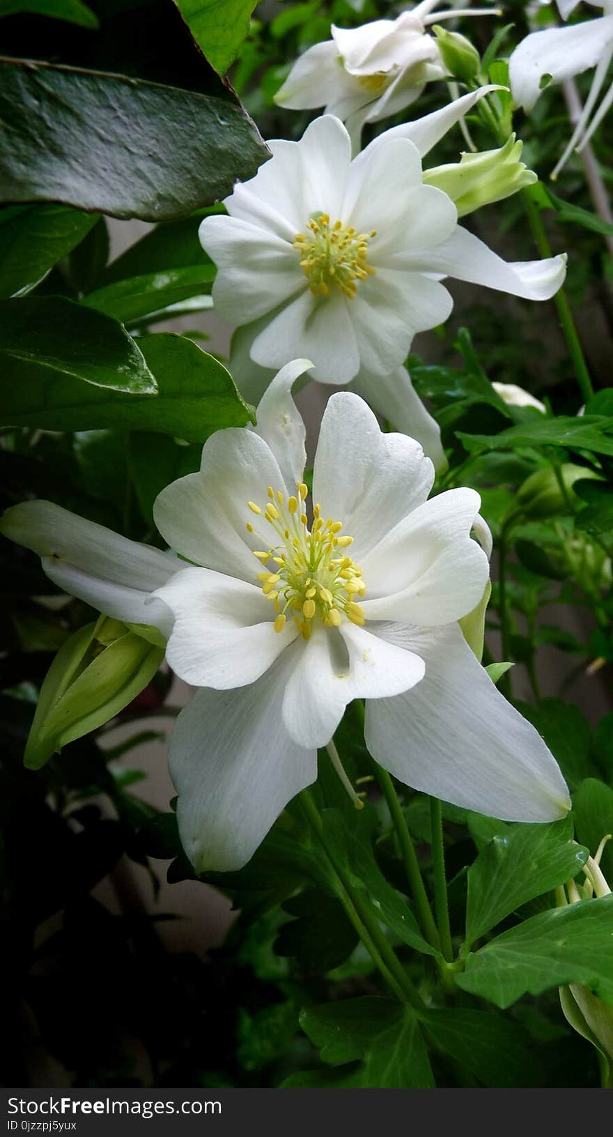 Flower, Plant, White, Flora