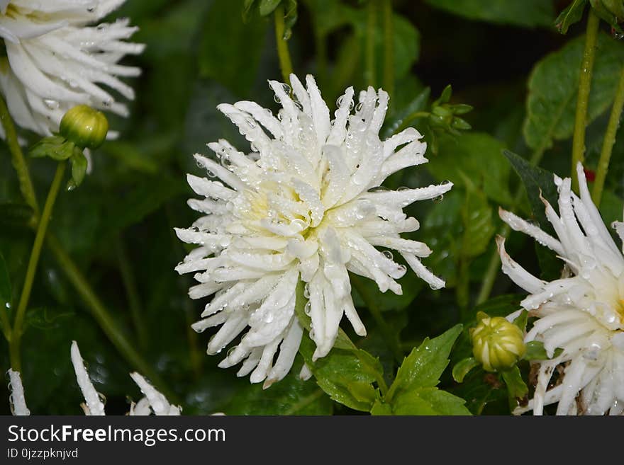 Flower, Plant, Flora, Aster