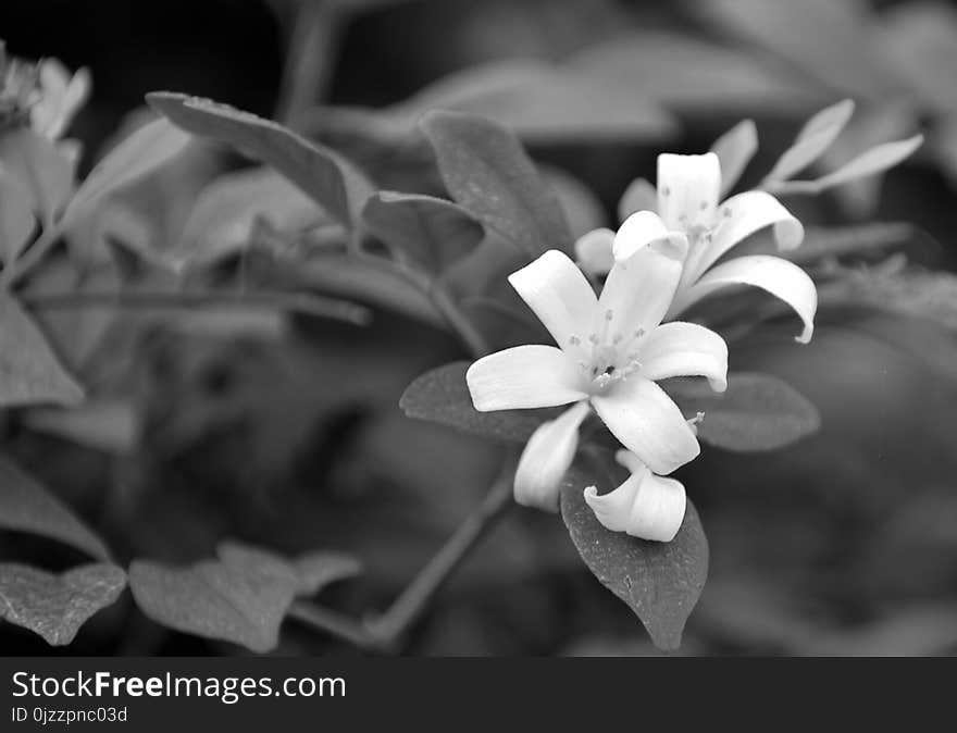 Flower, White, Flora, Black And White