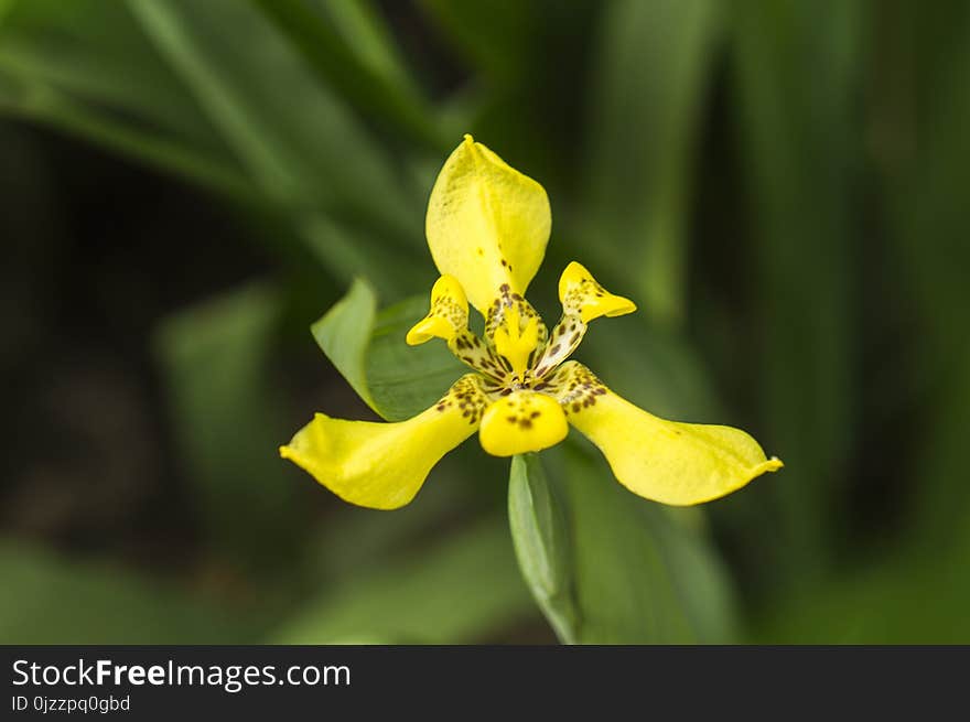 Flower, Flora, Wildflower, Plant