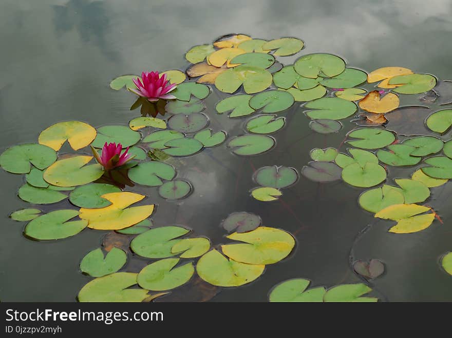 Water, Yellow, Aquatic Plant, Leaf