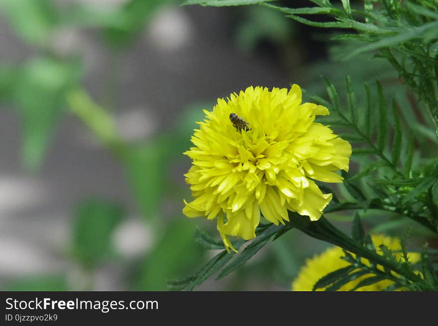 Flower, Yellow, Flora, Sow Thistles