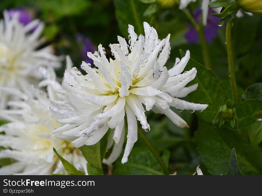 Flower, Plant, Flora, Flowering Plant