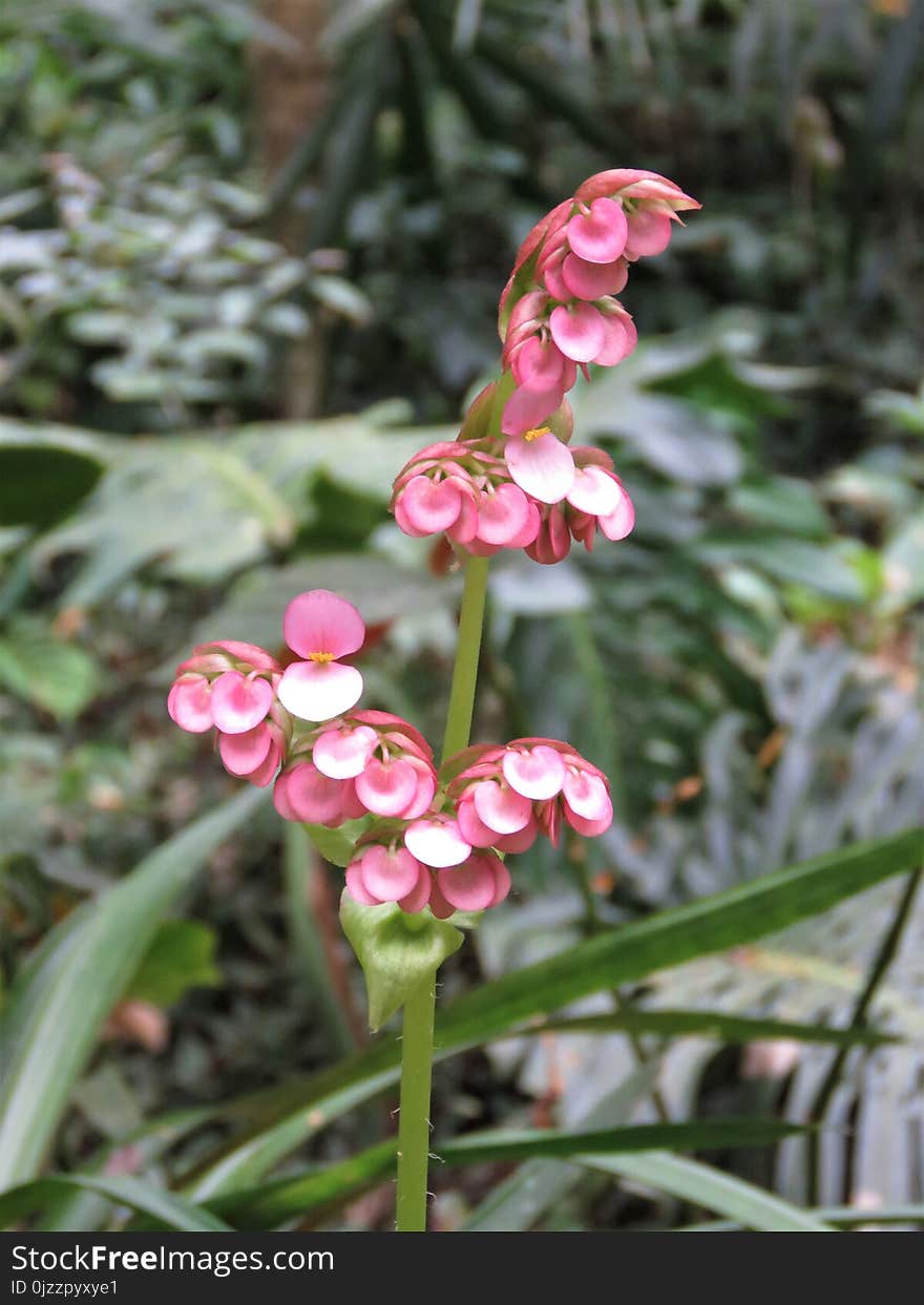 Plant, Flower, Flora, Flowering Plant