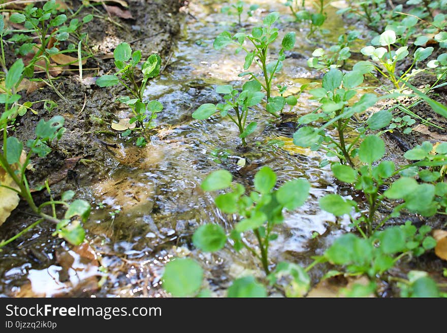 Vegetation, Plant, Water, Nature Reserve