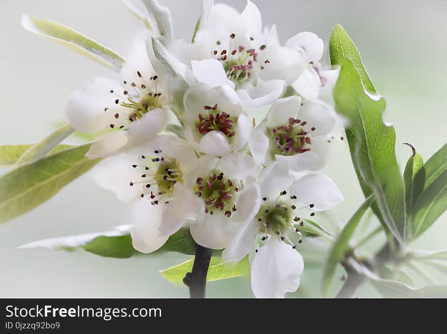 Flower, Blossom, Spring, Branch