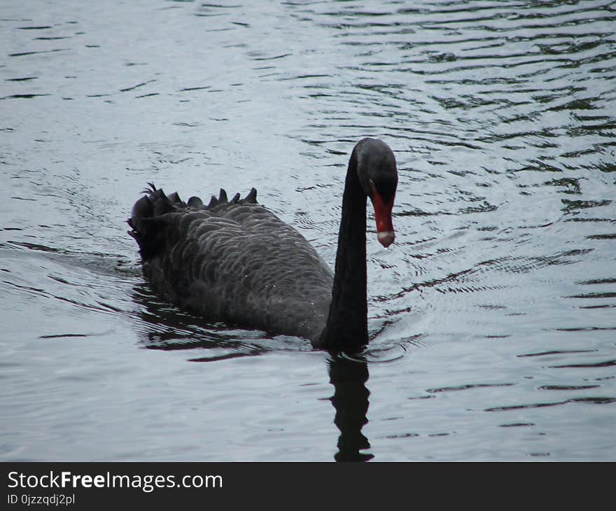 Black Swan, Water Bird, Bird, Ducks Geese And Swans