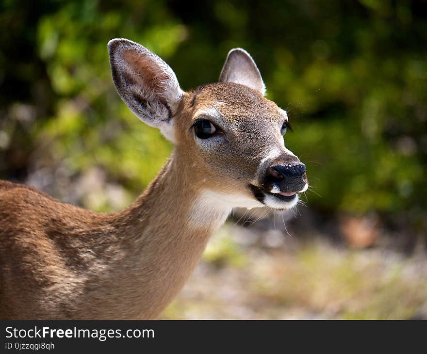 Wildlife, Deer, Mammal, Fauna