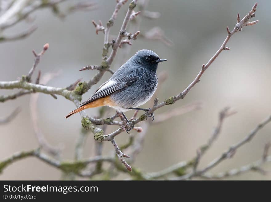 The male black redstart Phoenicurus ochruros sitting on branch with grey blurred background