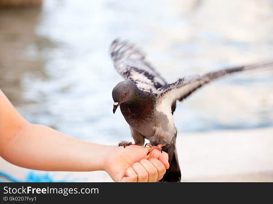 Feeding the dove in Venice, blurred background Dove is sitting on a man`s hand