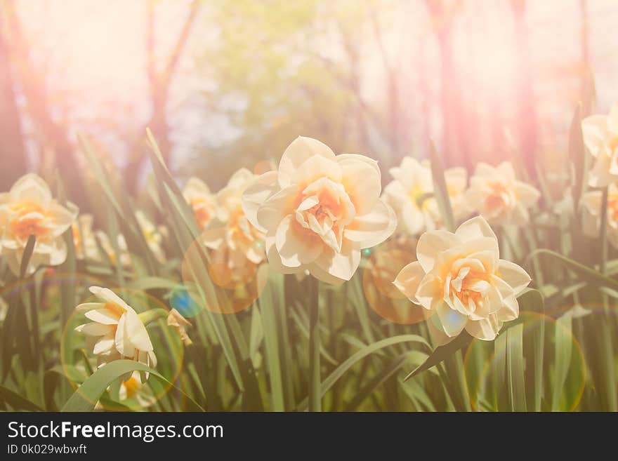 Beautiful Daffodils In The Sun Is Shining Outdoors. Selective Focus