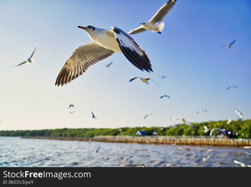 Seagull Flying Like Aeroplanes At Bangpu Resort