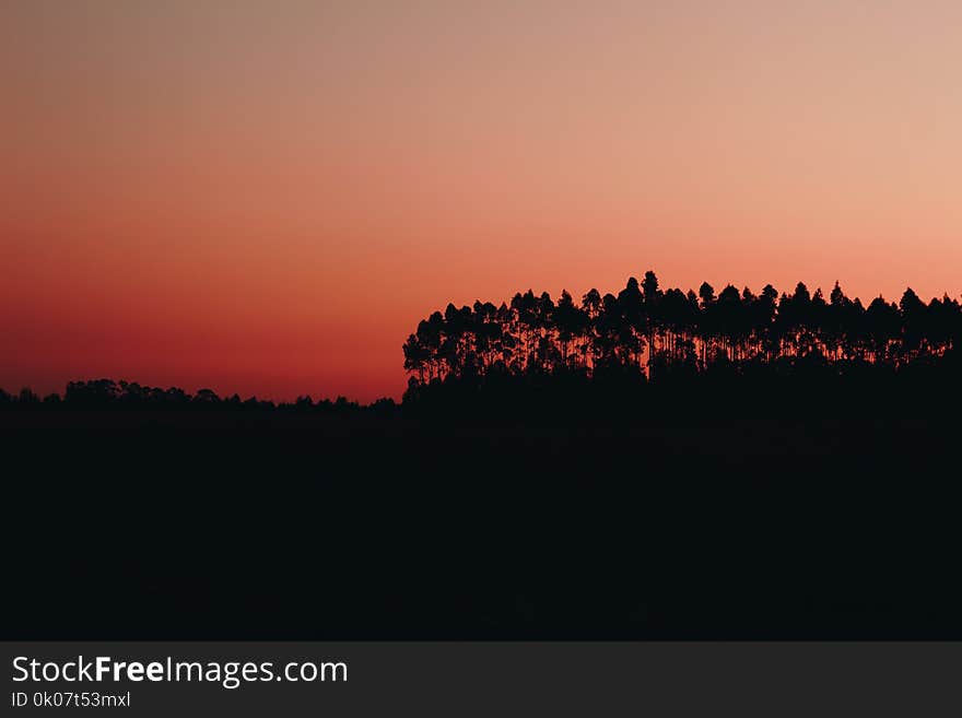 Silhouette of Trees during Dawn