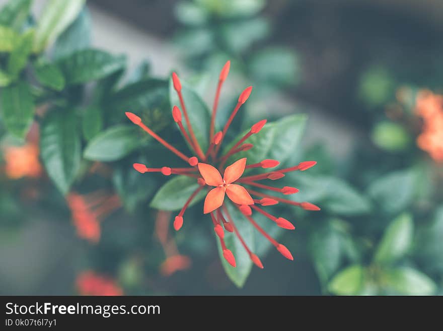 Close-Up Photography of Red Ixora Coccinea