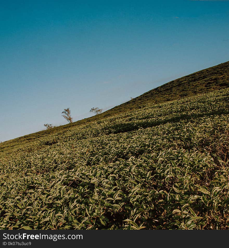 Green Field