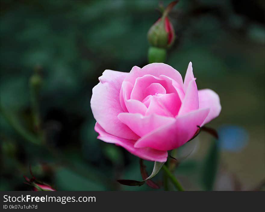 Shallow Focus Photography of Pink Rose