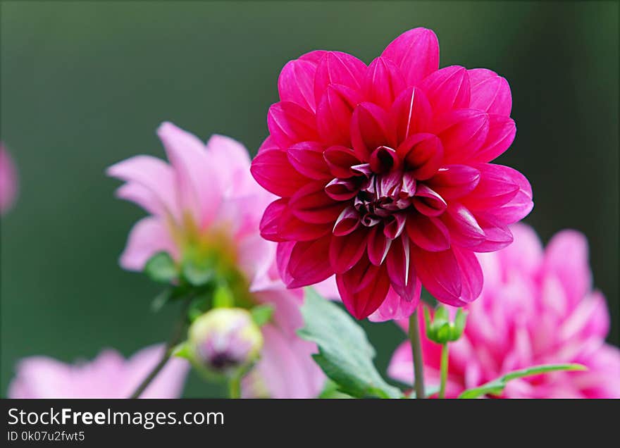 Pink and Purple Flowers