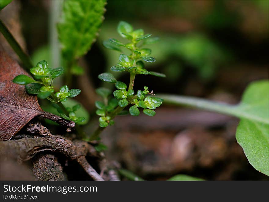 Green Leafed Plants With Brown Branch