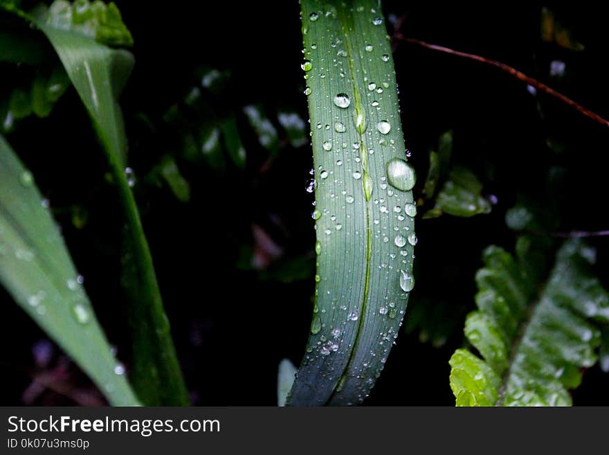 Close-up Photography of Green Leaf Plant With Water Dew