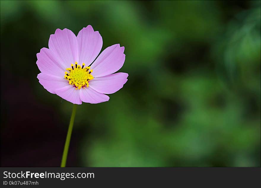 Selective Focus Photography of Pink Petaled Flower