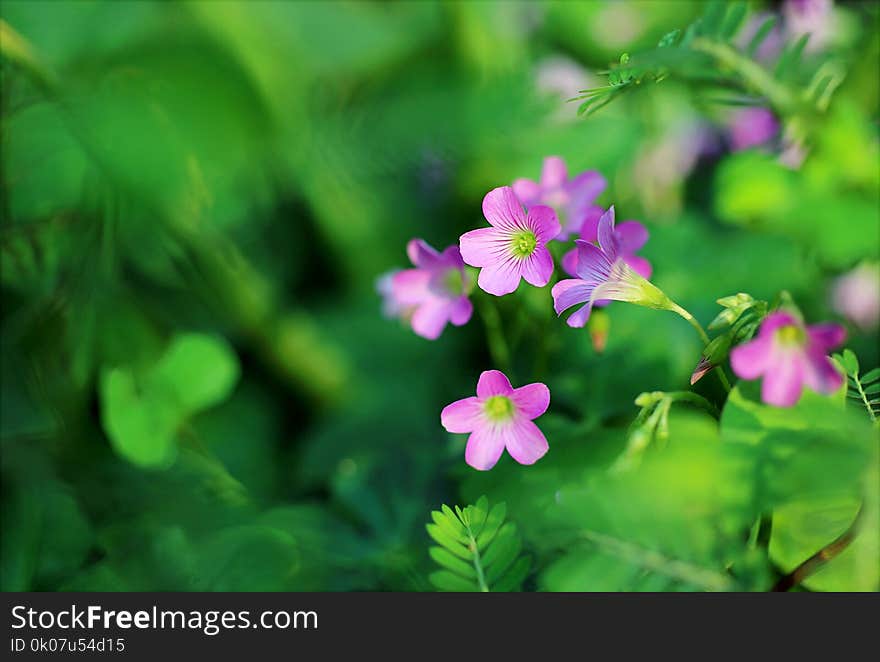 Shallow Focus Photo of Pink Petaled Flowers