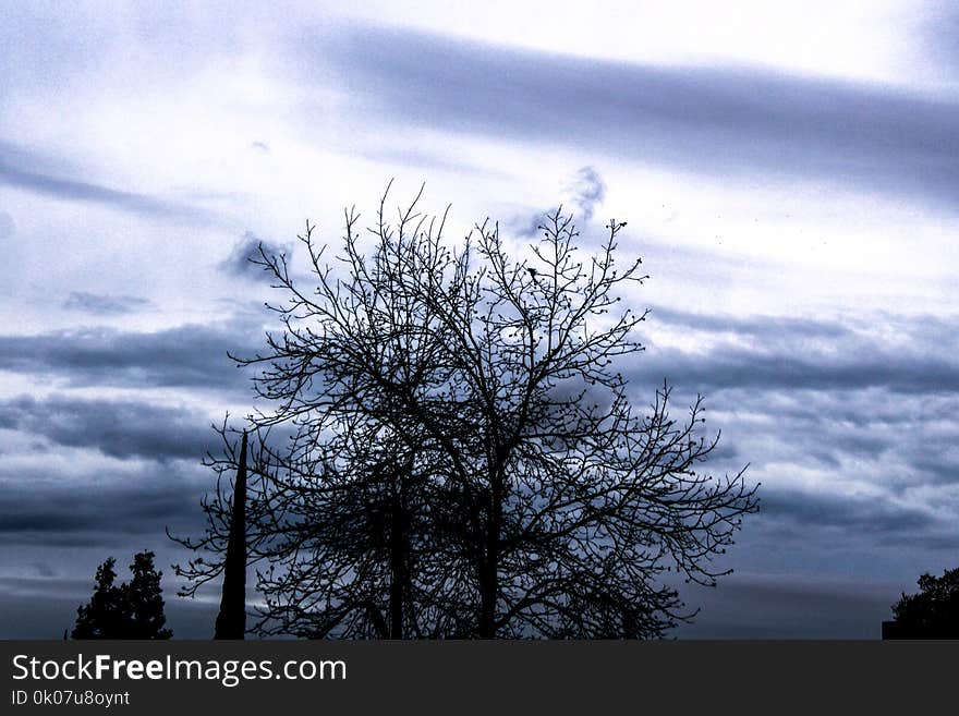 Photo of a Bare Tree Under Cloud Sky