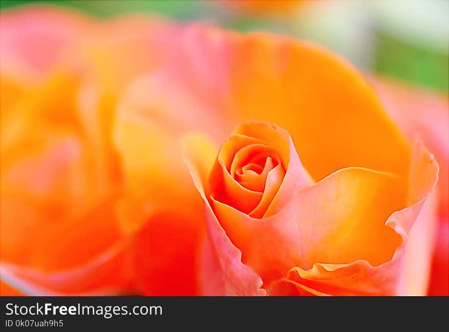 Shallow Focus Photography of Orange Petal Flower