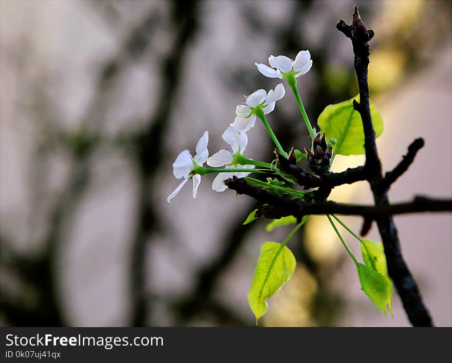 Selective Focus Photography of White Petaled Flower