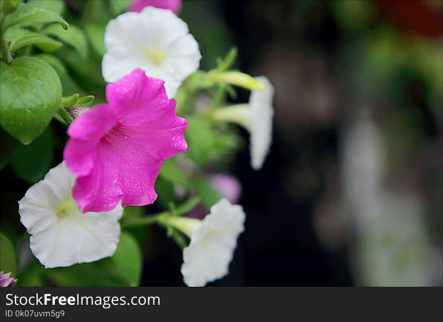 Selective Focus Photo of Pink and White Petaled Flowers