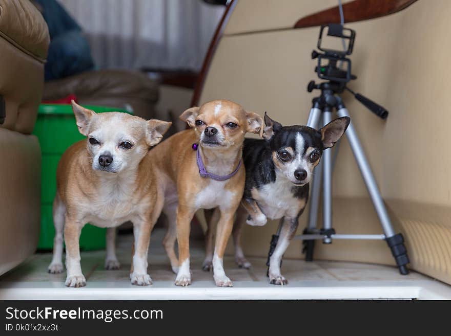 Chihuahuas of various ages standing together in the entryway of a motorhome. Tripod stand and storage tub nearby. Chihuahuas of various ages standing together in the entryway of a motorhome. Tripod stand and storage tub nearby.