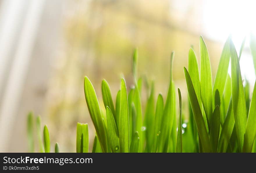 Close-Up Photography of Leaves