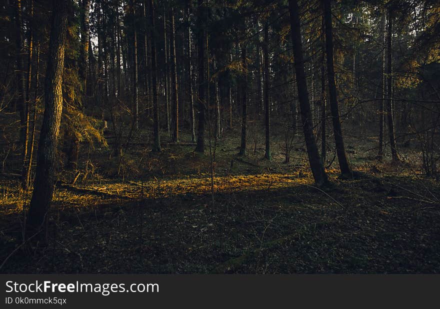 Landscape Photography of Forest