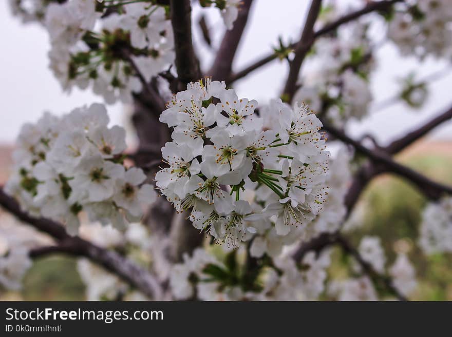 Closeup Photo of White Petaled Flowers