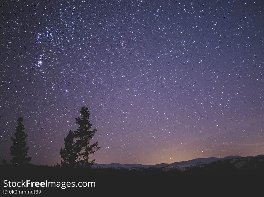 Silhouette of Spruce Trees Under Starry Night