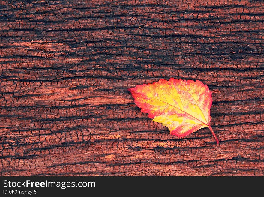 textured, leaf, close-up, wood texture, wood background, height angle view, day, outdoor, macro, nature, beautiful in nature, dry leaf, no people, freshness, morning fresh. textured, leaf, close-up, wood texture, wood background, height angle view, day, outdoor, macro, nature, beautiful in nature, dry leaf, no people, freshness, morning fresh