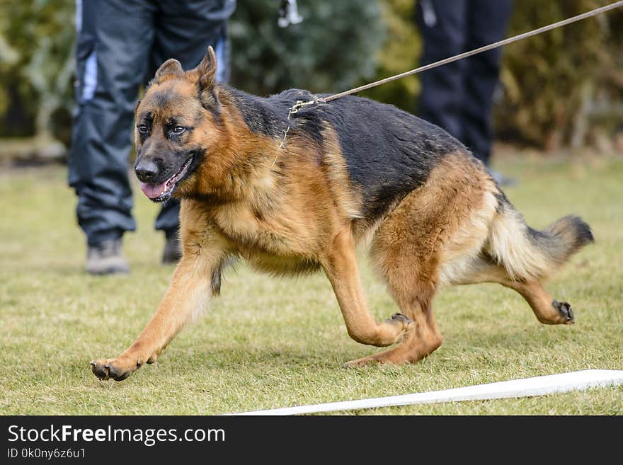 German shepherd dog in dog show