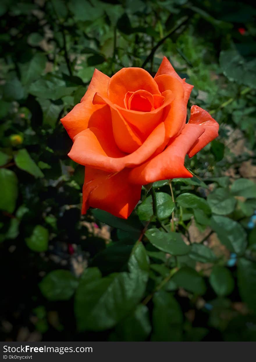 Orang rose