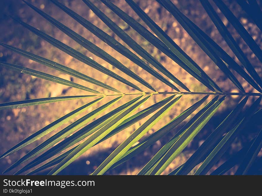 Close up of palm tree leaf as abstract background.