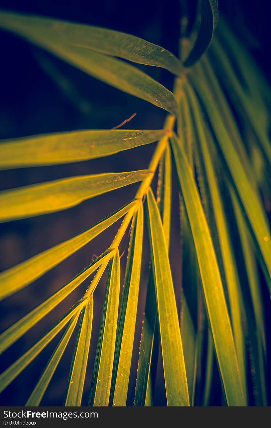 Close up of palm tree leaf as abstract background.