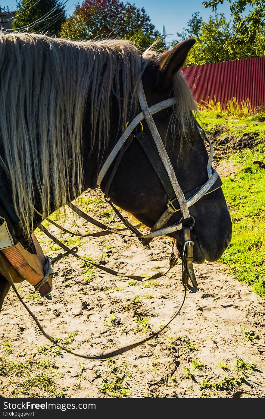 Rural portrait of a horse in harness, sunny summer day. Rural portrait of a horse in harness, sunny summer day.