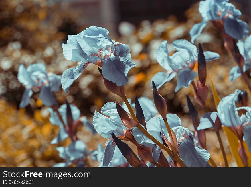 Blooming purple iris flowers, sunny spring day, filtered background. Blooming purple iris flowers, sunny spring day, filtered background.