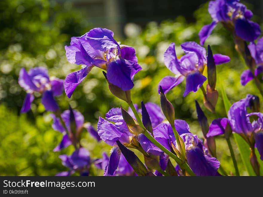 Blooming purple iris flowers, sunny spring day.