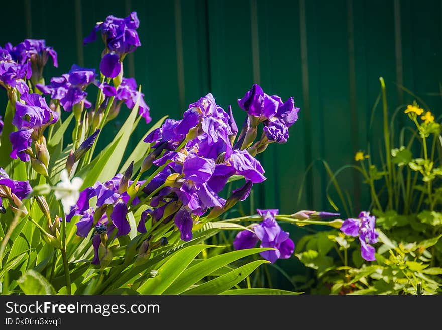 Blooming purple iris flowers, sunny spring day.