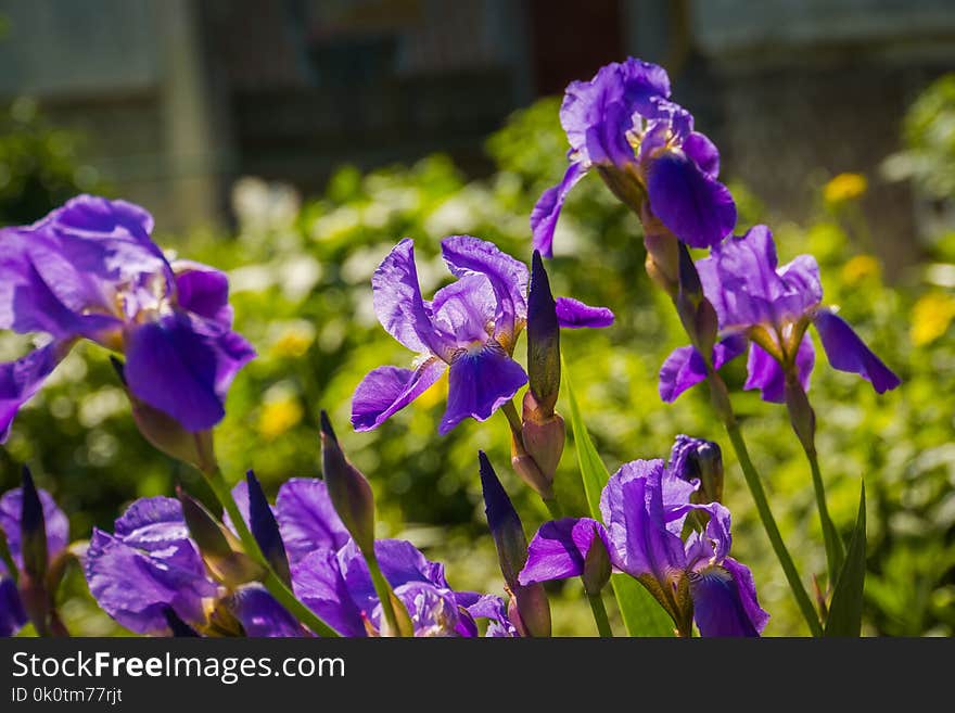 Purple Iris Flowers