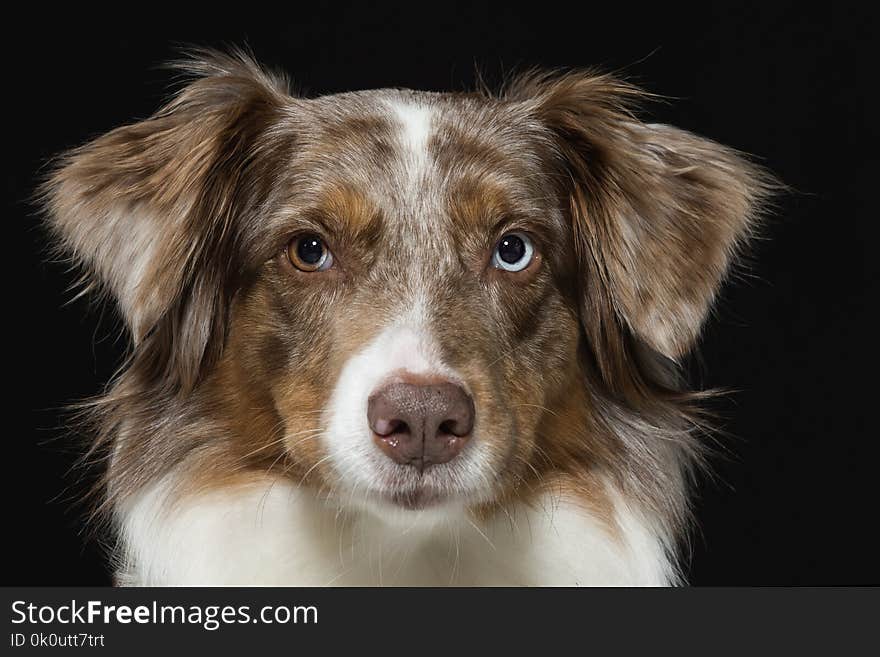 Portrait of an Australian Shepherd in studio in front of black background