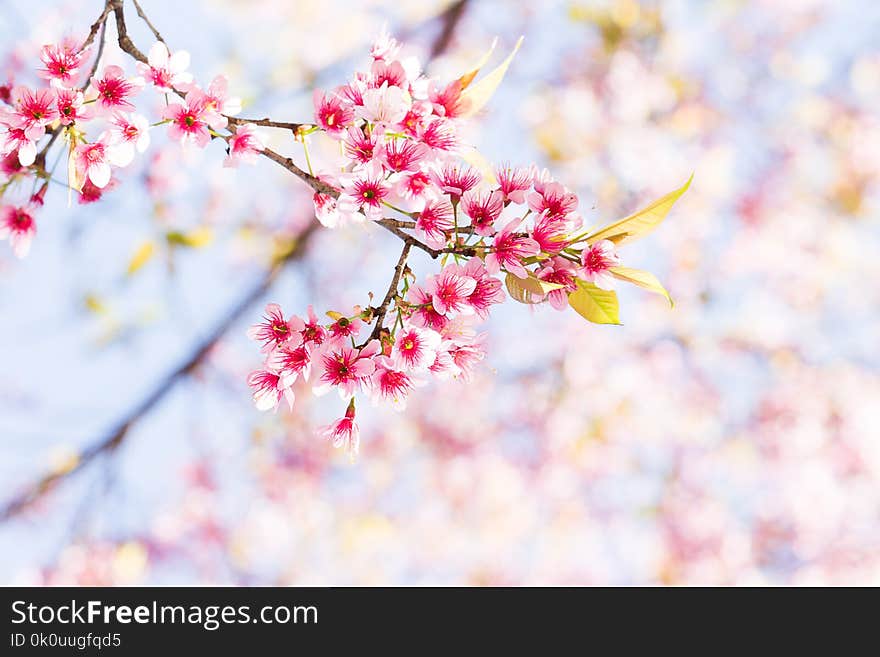 Branch of Beautiful Pink Cherry Blossom/Wild Himalayan Cherry Blossom.